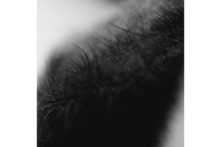 Fur Details: Variations III, 2015