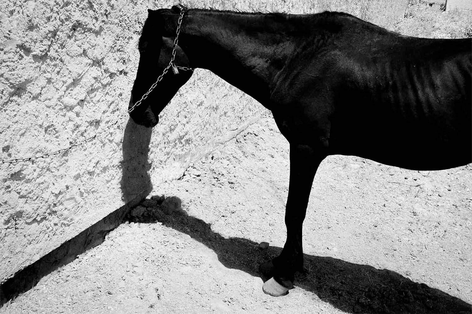 Black Horse Under The Sun, 2015