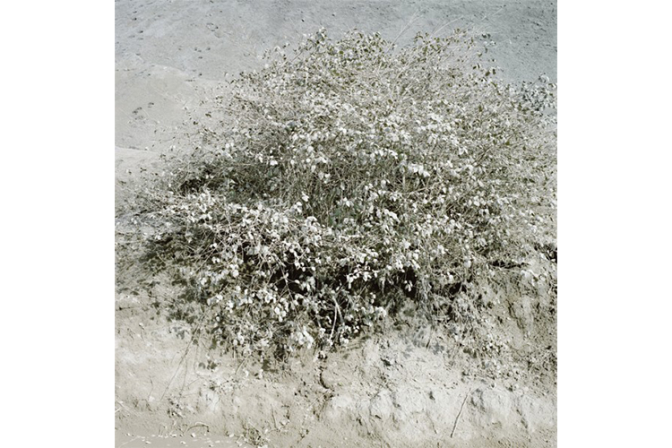 CİNDY JANSEN, Silverdust, Shrubs, 2012