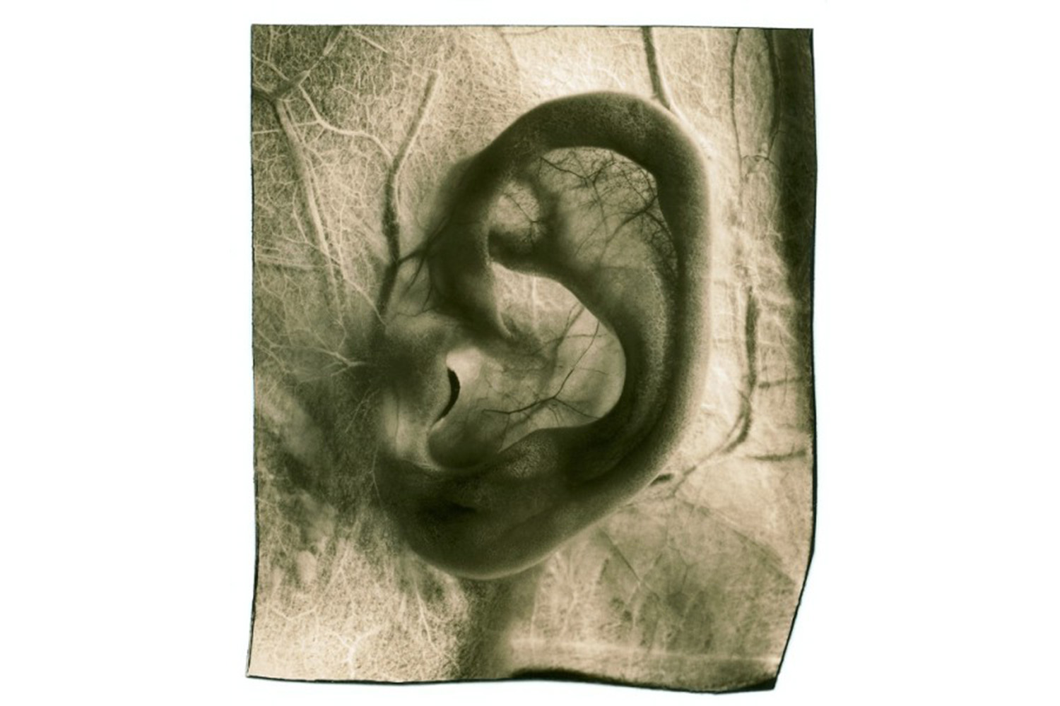 Gabor Kerekes, Ear